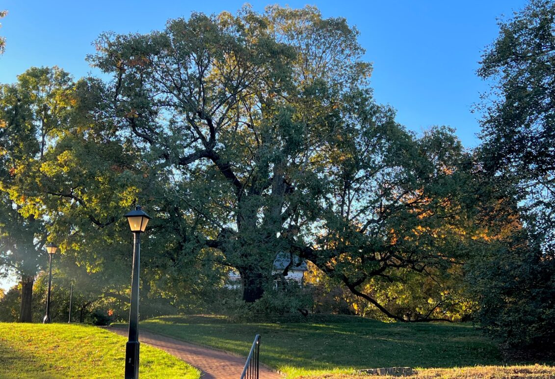 Brompton Oak