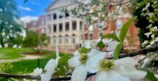 Dogwood tree close up in front of UC